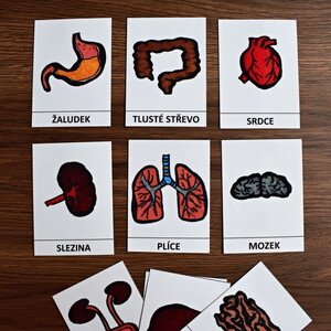 Lidské tělo - orgány - KARTY