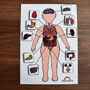 Lidské tělo - orgány