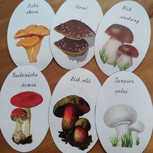 Demonstrační obrázky - houby