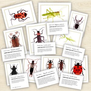 Hmyz - poznávací karty