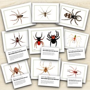 Pavouci - poznávací karty