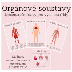 Orgánové soustavy - demonstrační karty