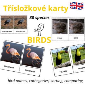 ANGLICKÉ Třísložkové karty - BIRDS (30 druhů)