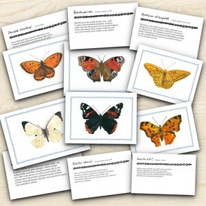 Motýli - poznávací karty