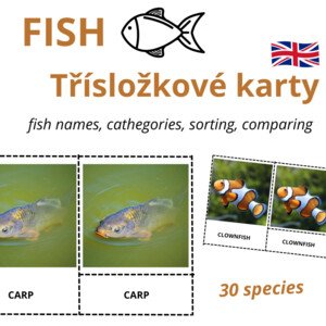 ANGLICKÉ Třísložkové karty - FISH (30 druhů)