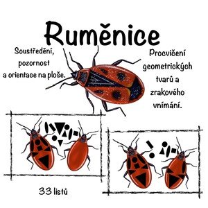 Hmyz - Ruměnice