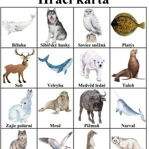 Bingo - Arktická zvířata