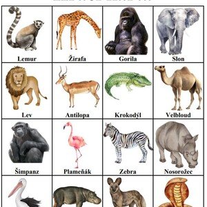 Bingo - Africká zvířata