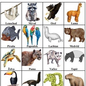 Bingo - Americká zvířata