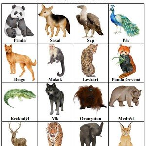 Bingo - Asijká zvířata
