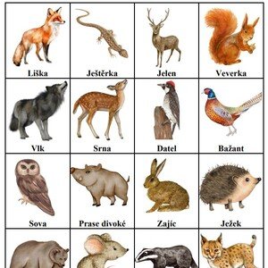 Bingo - Lesní zvířata