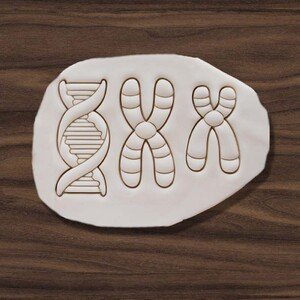 3D modely vykrajovátek na 3D tisk - DNA, Chromozon X, Chromozon Y