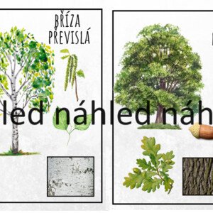 Stromy, les, plody z lesa, lesní plody, učební pomůcka, obrázkový materiál na tabuli