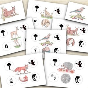 Lesní zvířata - obrázkové informační karty