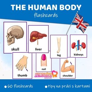The human body flashcards